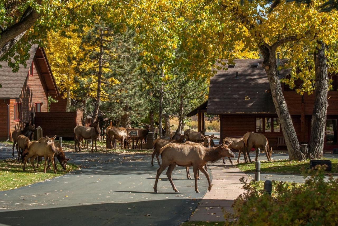 Rams Horn Village Resort エステス・パーク エクステリア 写真